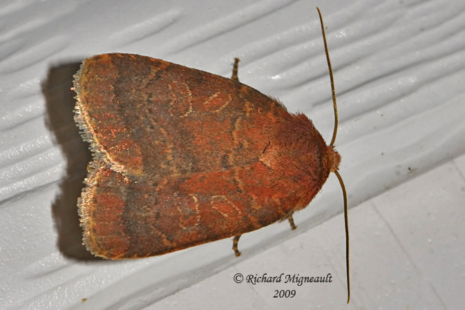 11010 - Lycophotia Moth - Lycophotia phyllophora m9