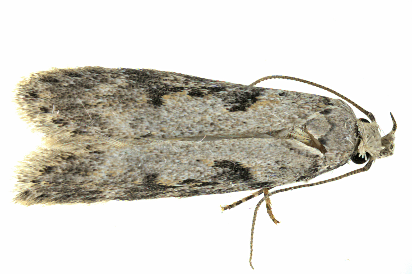 2093 - Black-smudged Chionodes Moth - Chionodes mediofuscella m19 2
