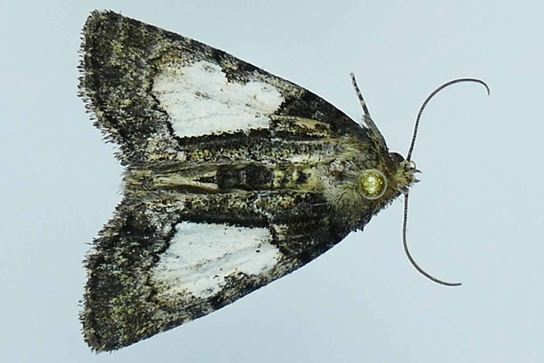 9556 - Cloaked Marvel Moth - Chytonix palliatricula m19 