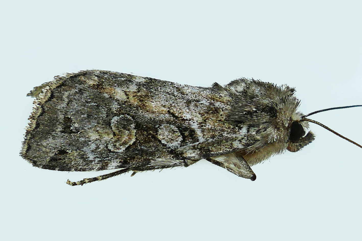 11009  Eueretagrotis attentus  Attentive Dart Moth m19 