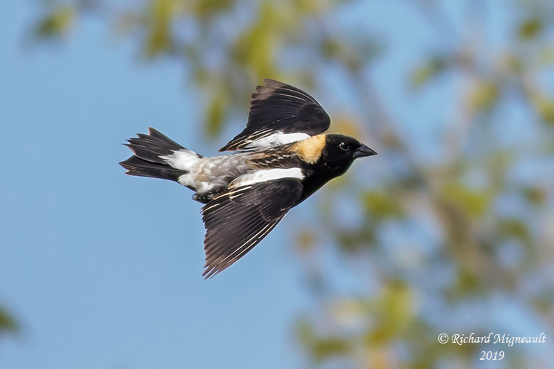 Goglu des prs - Bobolink m19 1
