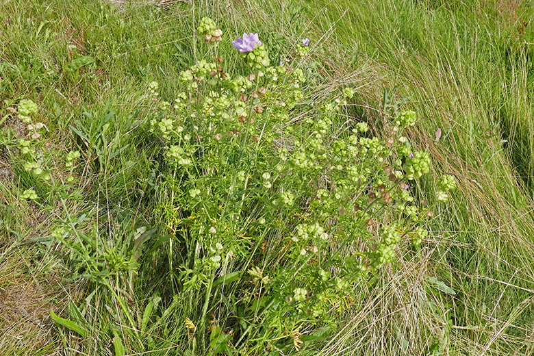 Mauve musque - Musk mallow - Malva moschata m19 1