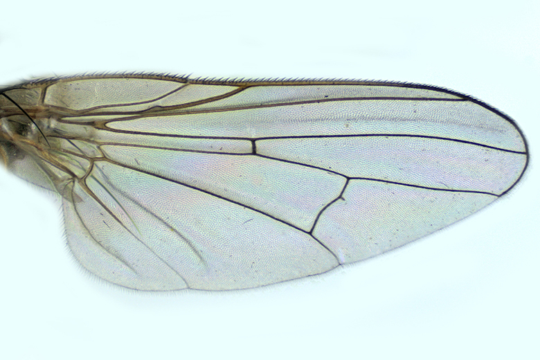 Root-Maggot Fly - Delia m20 3