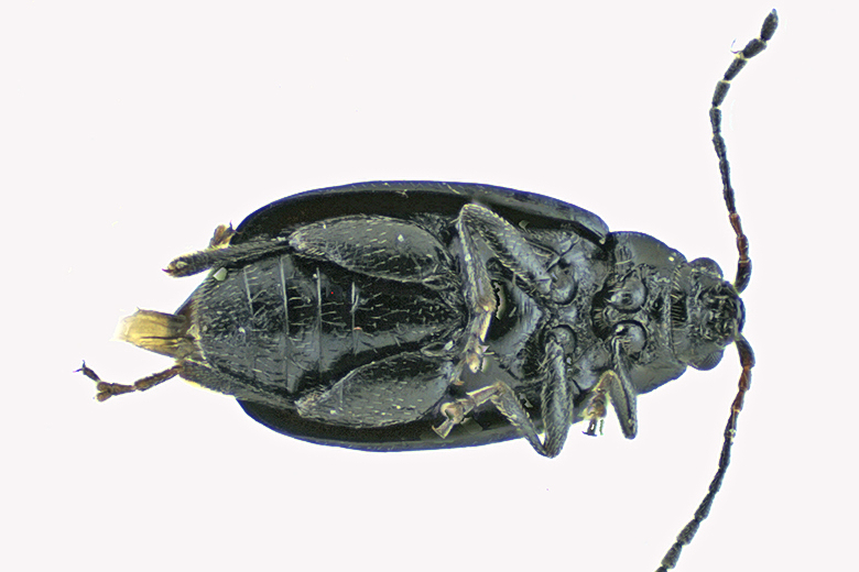 Leaf beetle - Subfamily Galerucinae, Phyllotreta sp1 - 2 m20