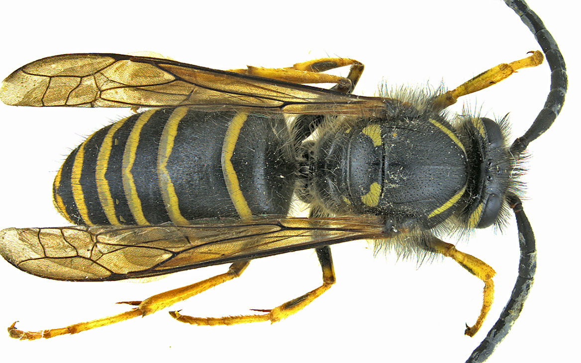 Dolichovespula norvegicoides - Northern Aerial Yellowjacket m21 1 