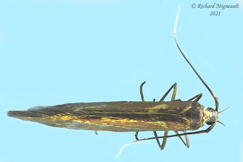 1388 - Large Clover Casebearer Moth - Coleophora trifolii m21 