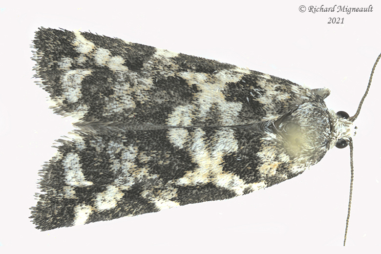 2745 - Spruce Needleminer Moth - Taniva albolineana m21