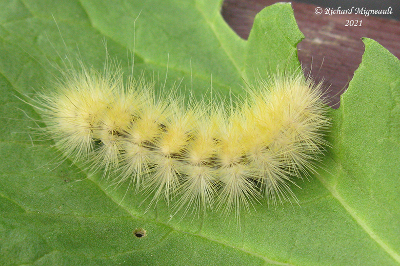 8140 Fall Webworm Moth-Hyphantria cunea m21