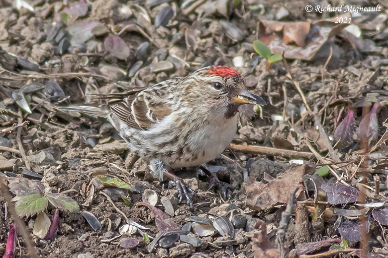 Sizerin flamm - Common Redpoll m21 1