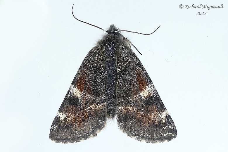 6256 - Infant Moth - Archiearis infans m22 