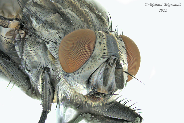 Flesh Fly - Sarcophaga sp5 m22 3
