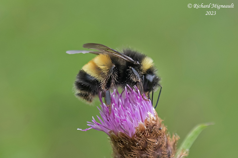 Bombus vagans - Half-black Bumble Bee sur une fleur de Centaure noire - Black knapweed m23 