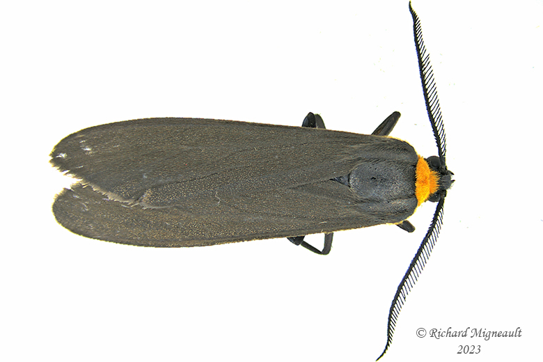 8267 - Yellow-collared Scape Moth - Cisseps fulvicollis m23 