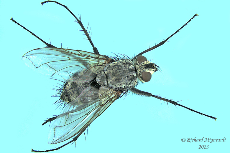 Tachinidae - Tribe Dexiini m23 1