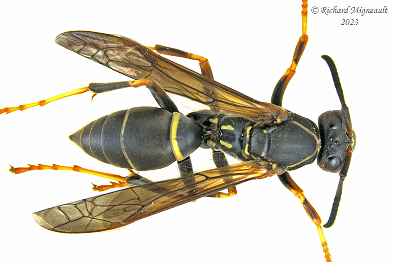 Paper Wasp - Polistes fuscatus m23 1
