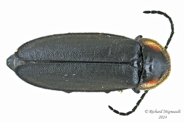 Firefly - Pyropyga decipiens m24 1