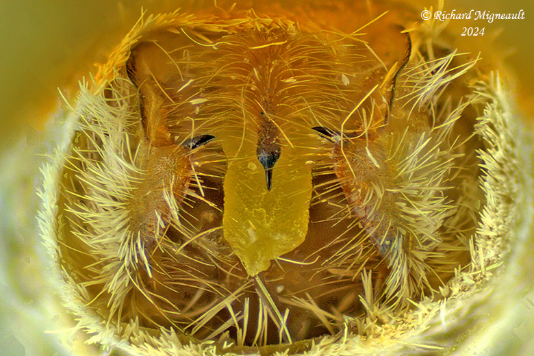 8203 - Banded Tussock Moth - Halysidota tessellaris m24 2