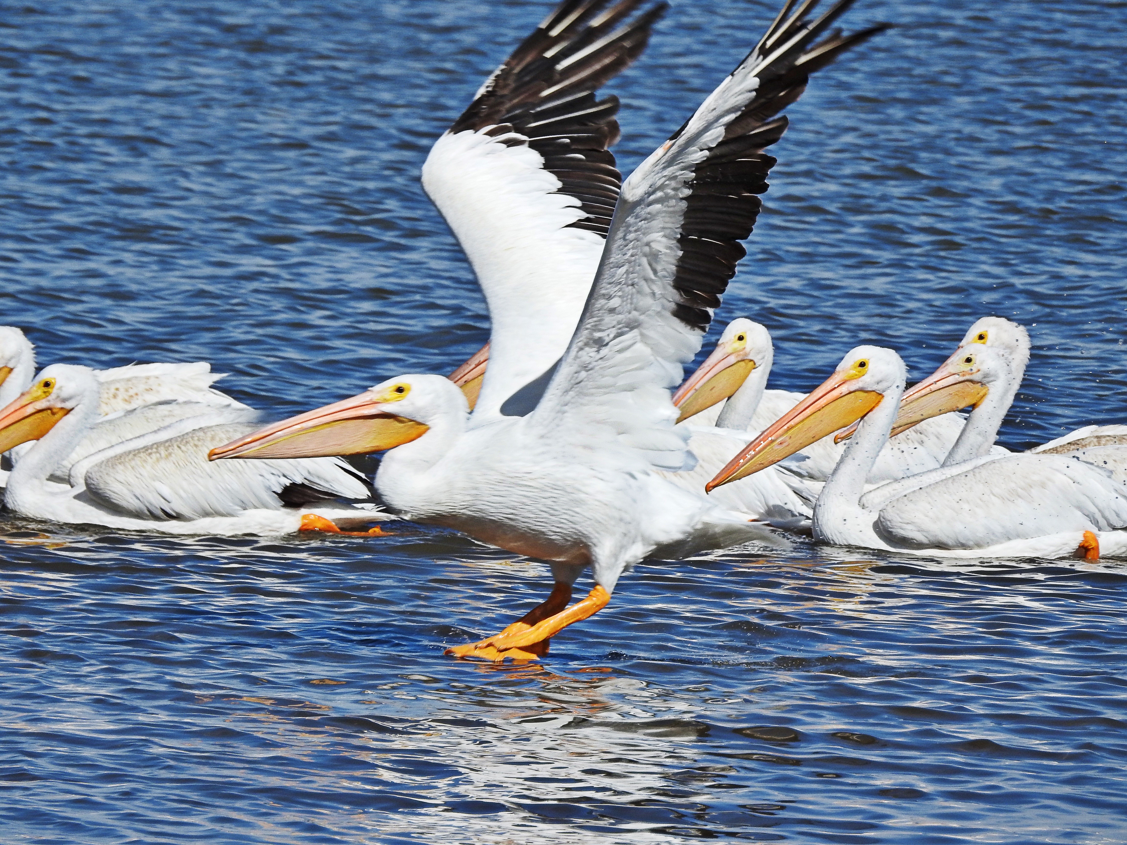 Pelicans