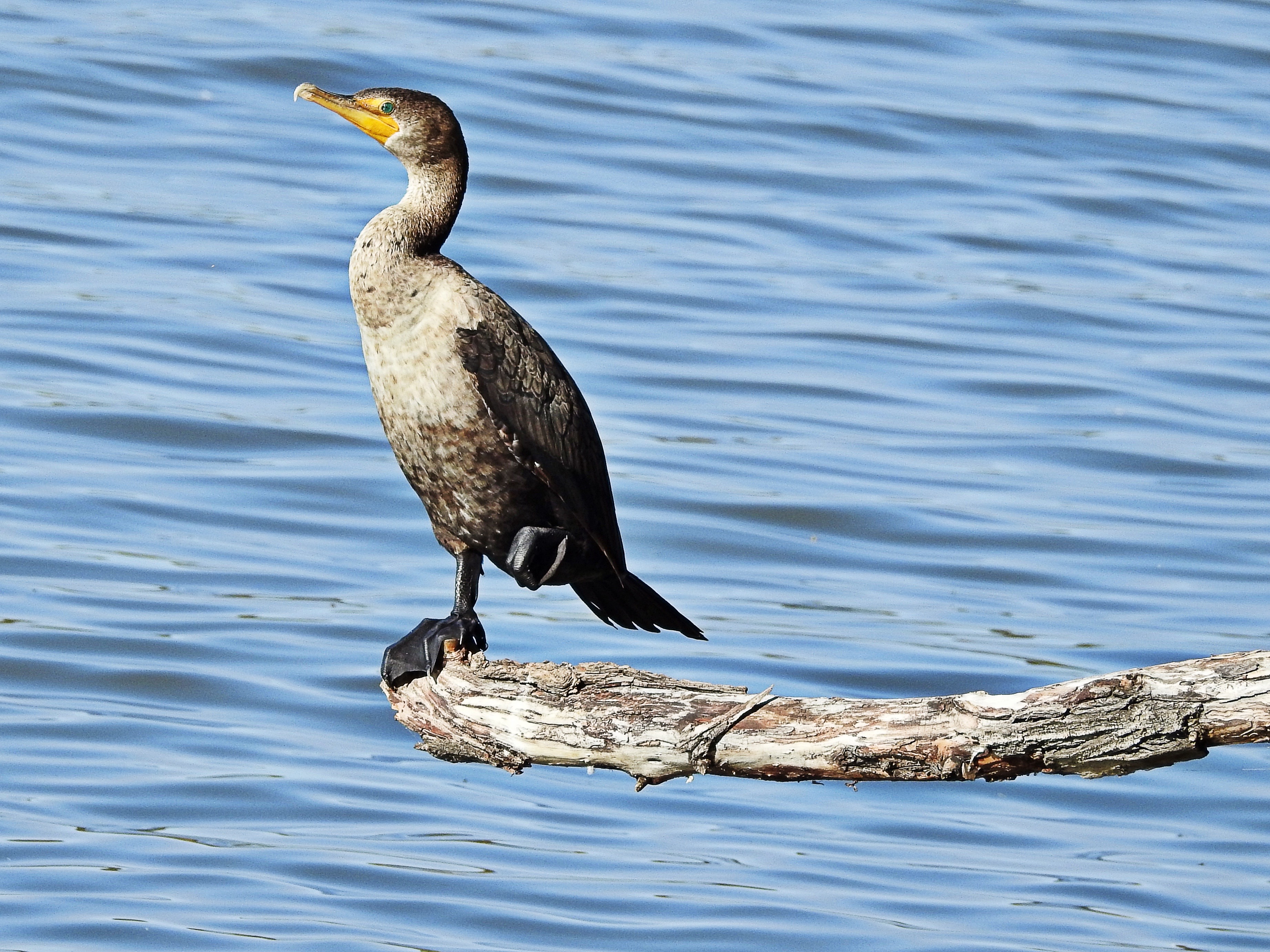 Double-crested Cormorant
