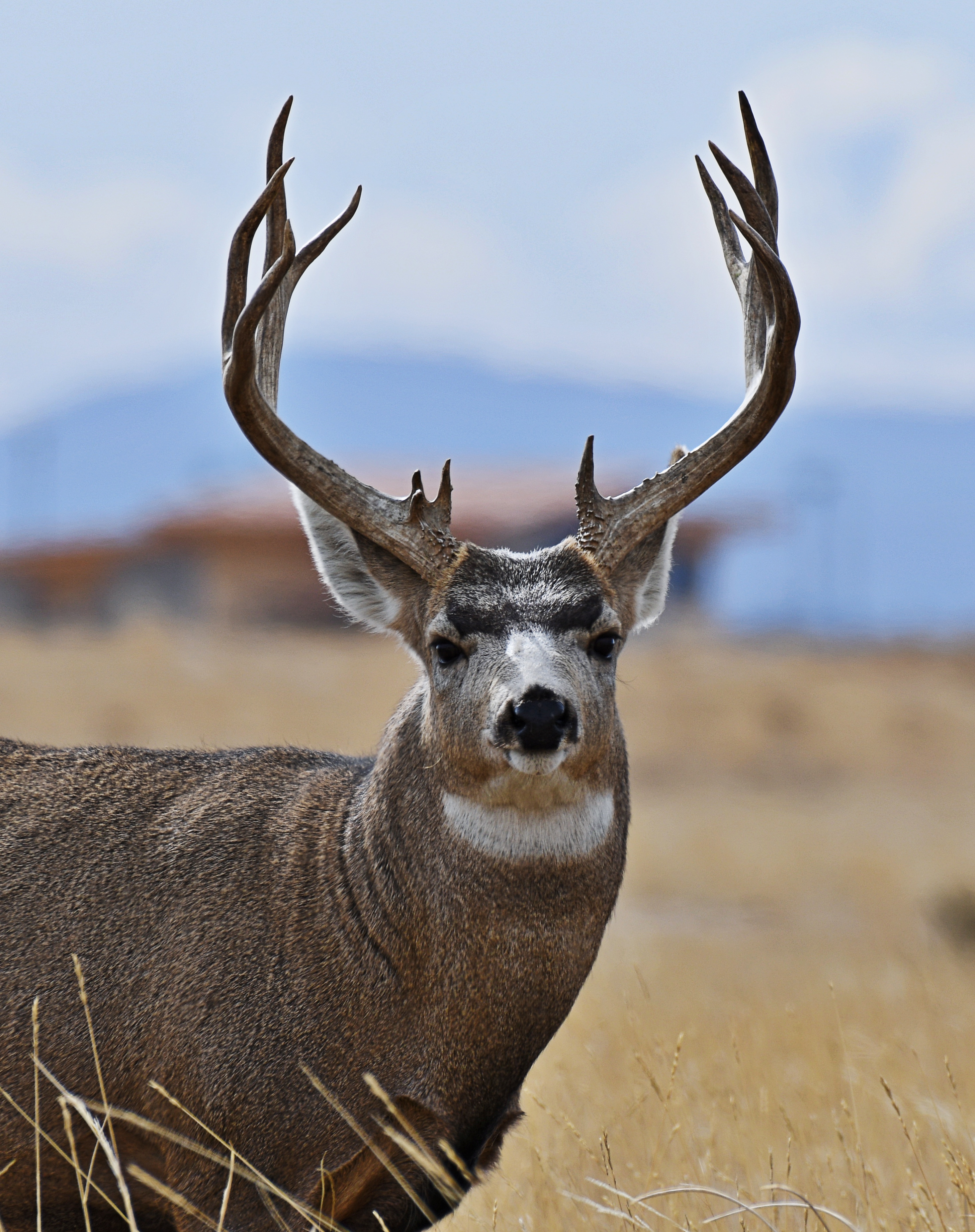The male checking me out.