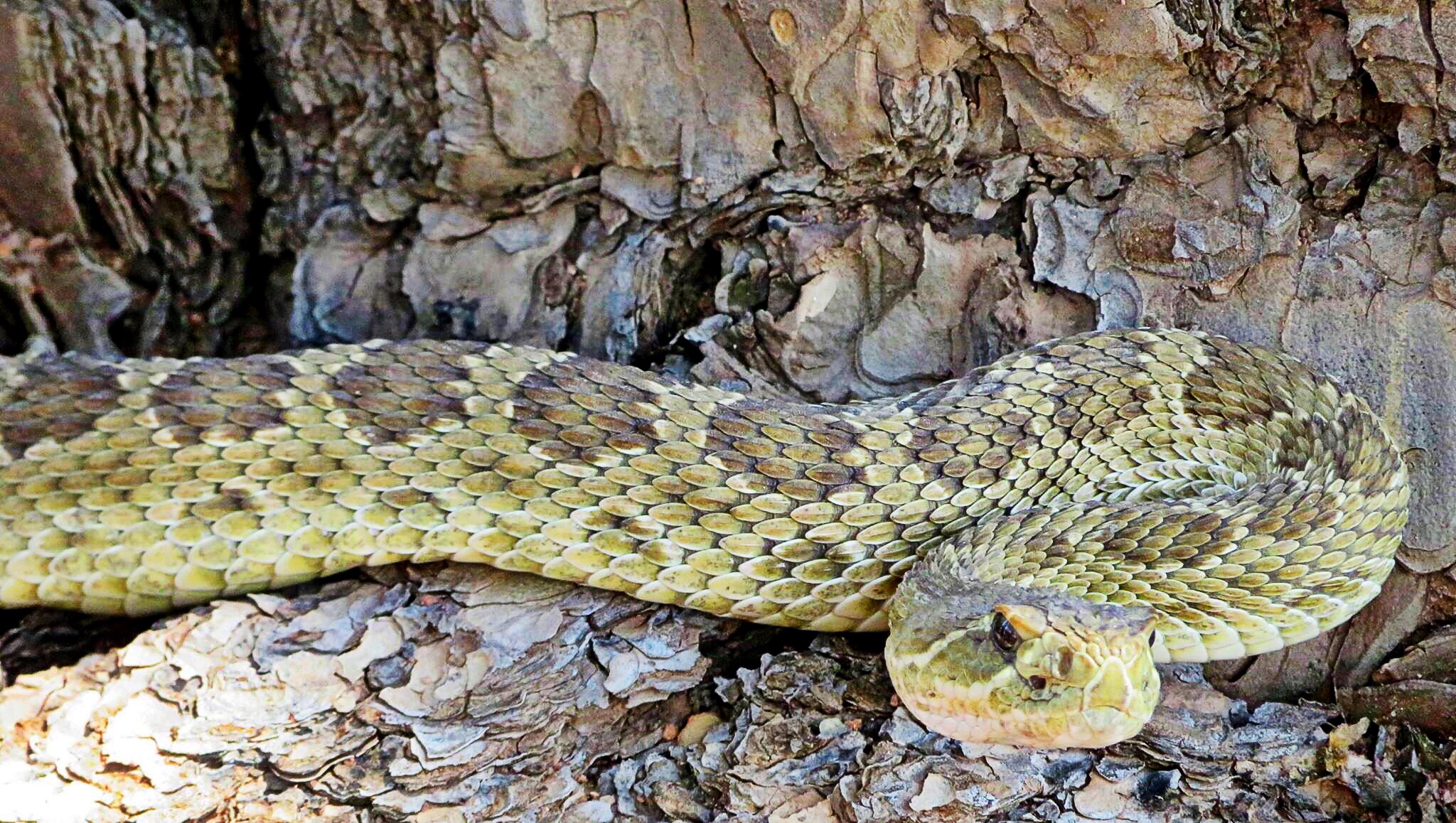 A freshly molted rattler