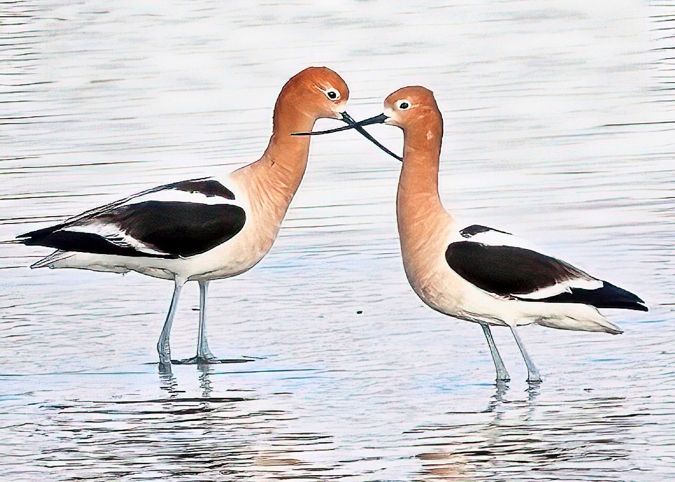 Avocets