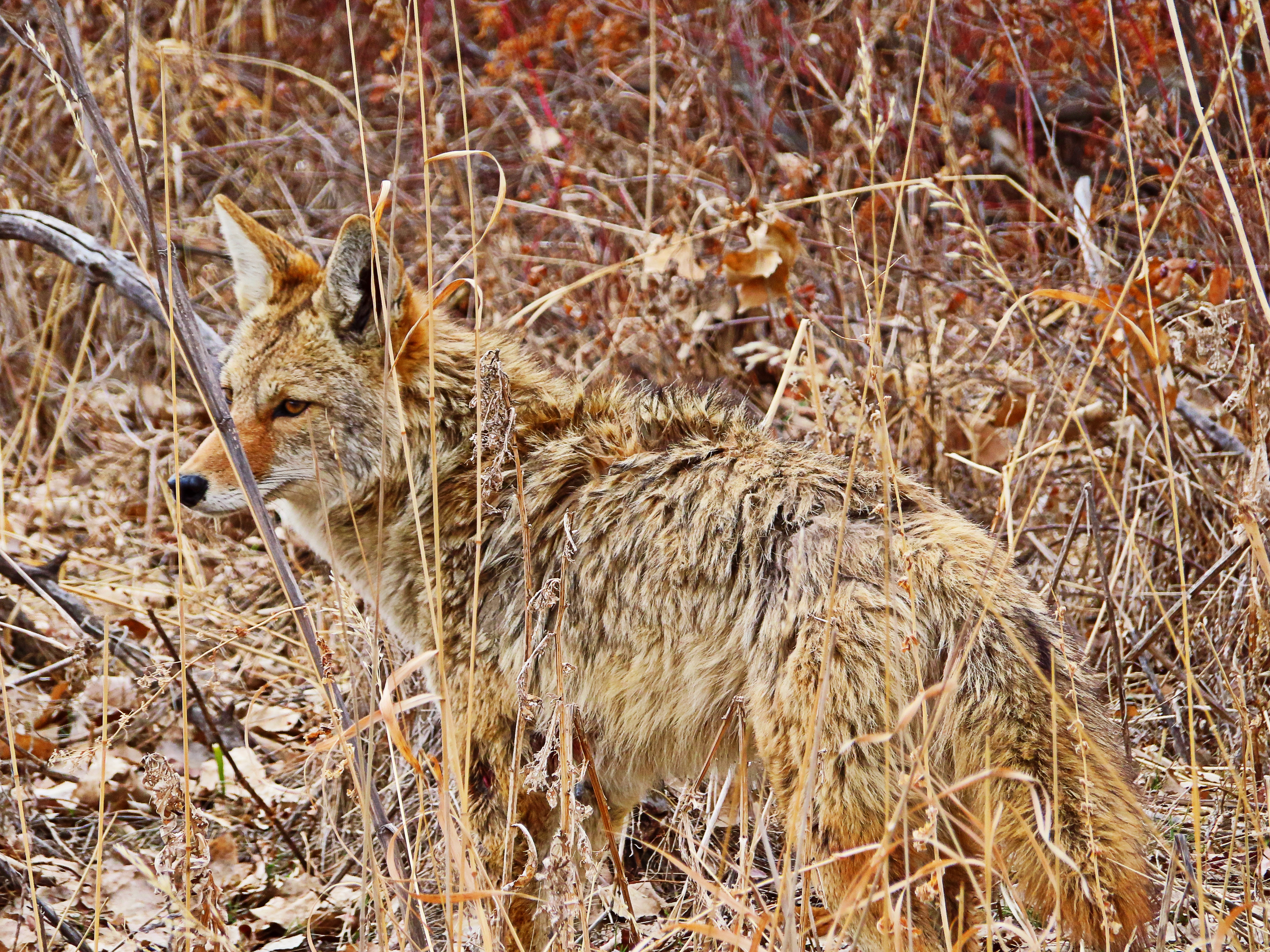 Concealed coyote