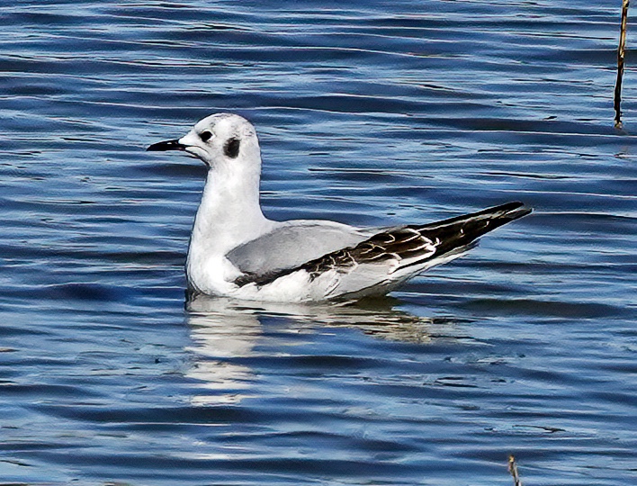 Bonapartes Gull