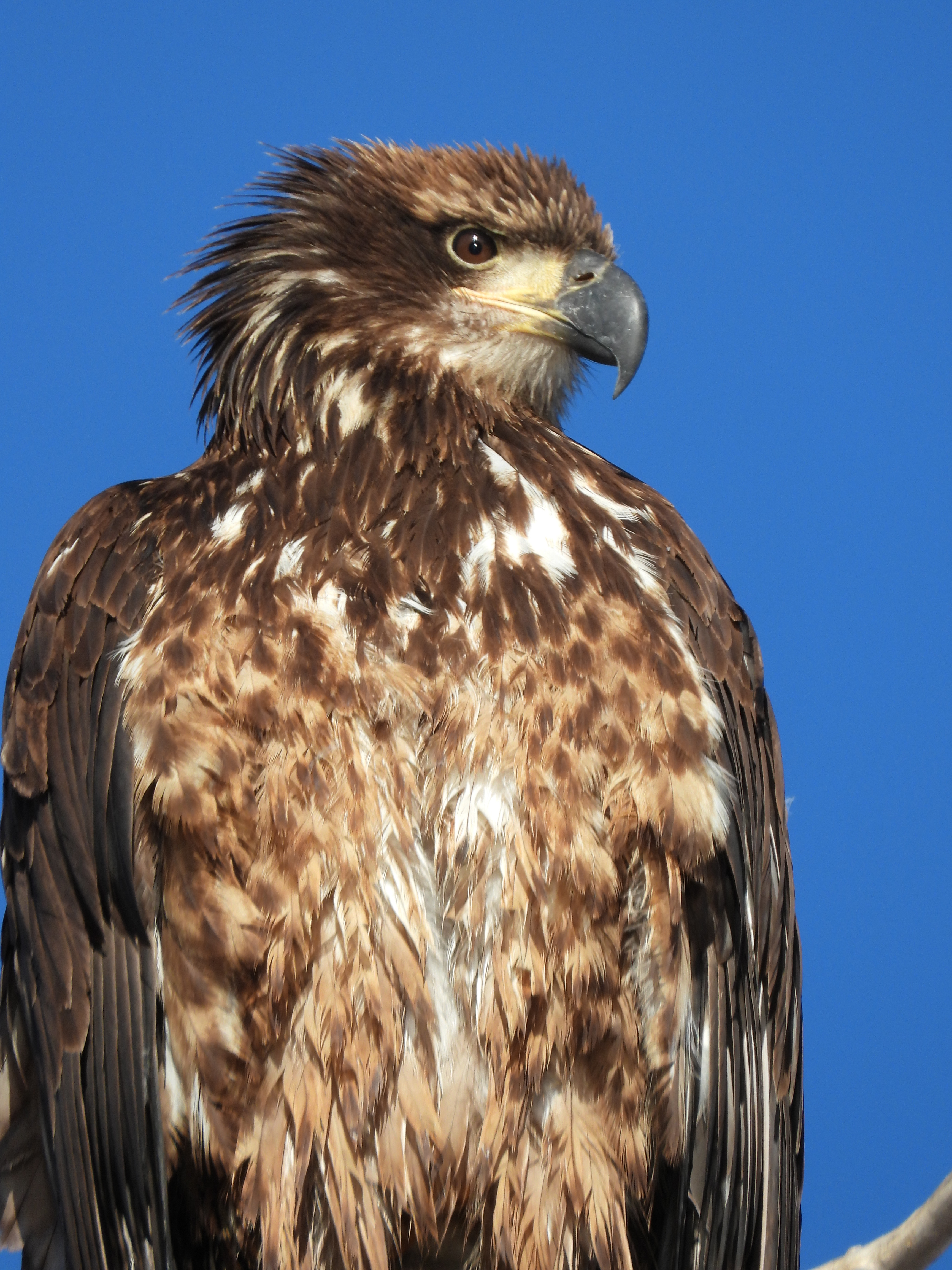 Bald eagle youngster