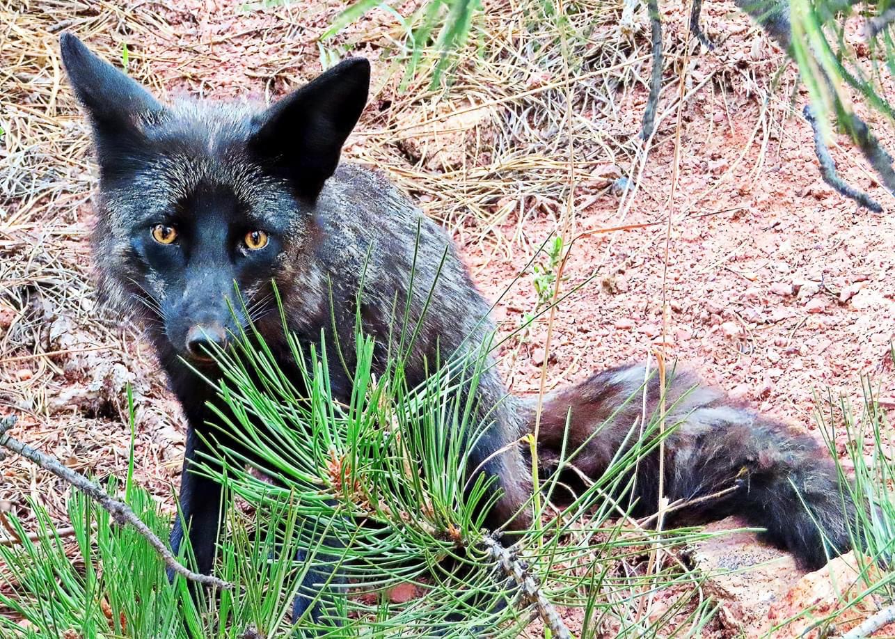 Silver Fox