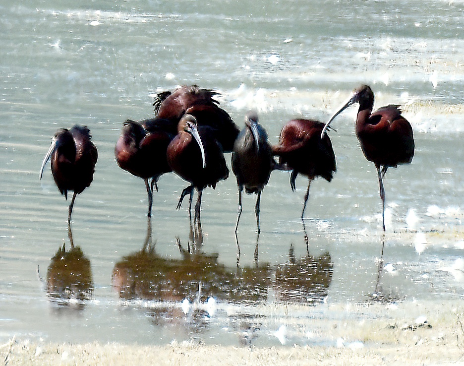 White-faced Ibis