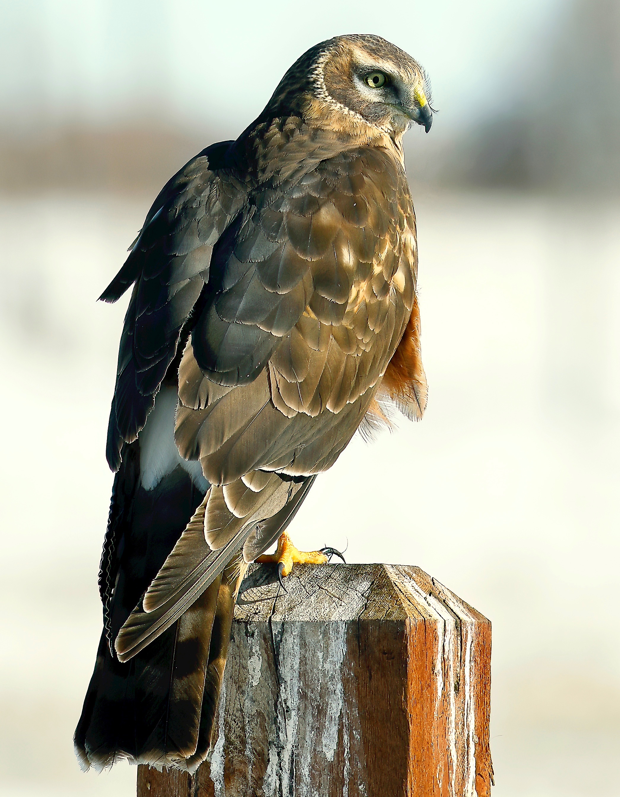 Northern Harrier
