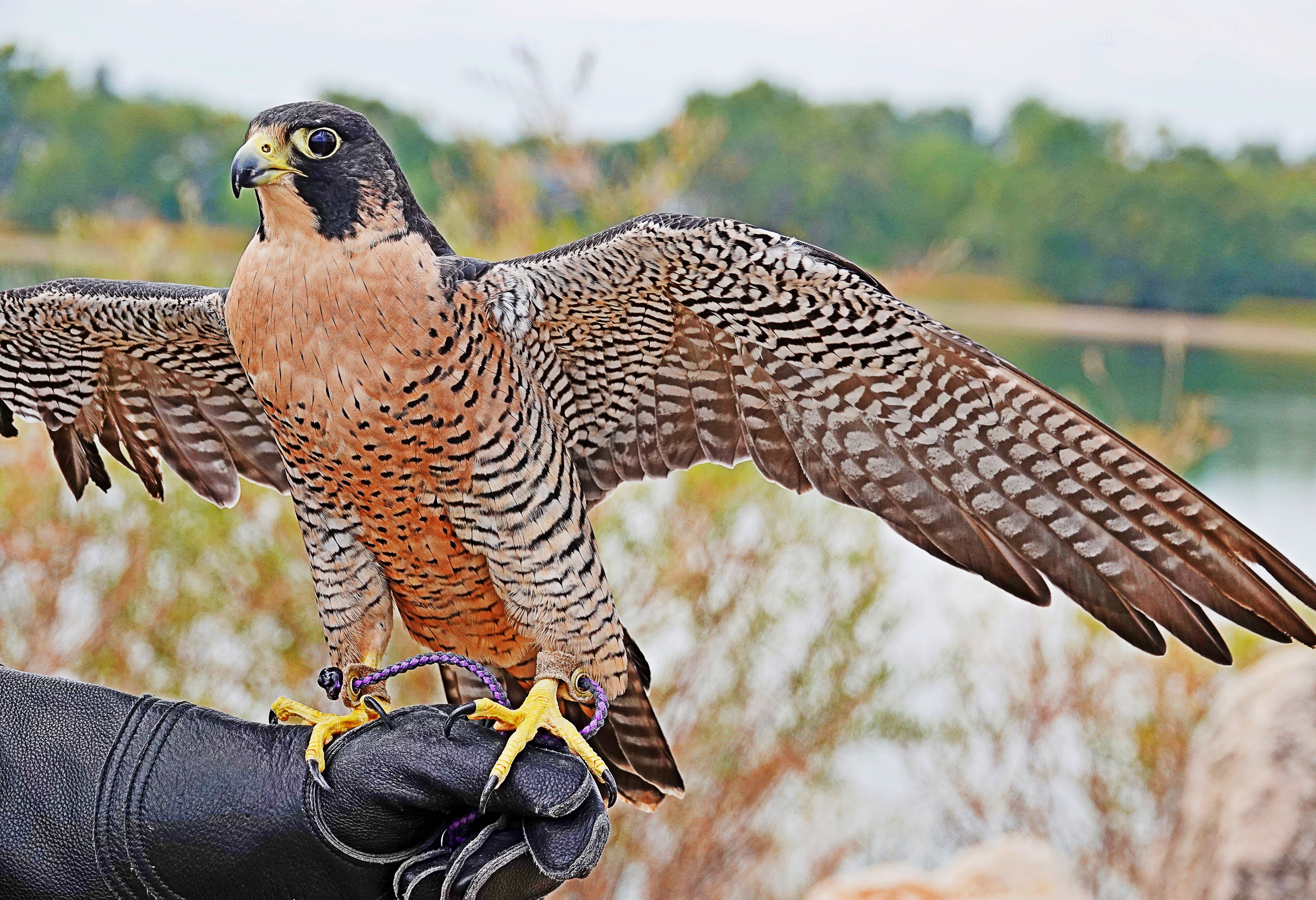 Peregrine Falcon
