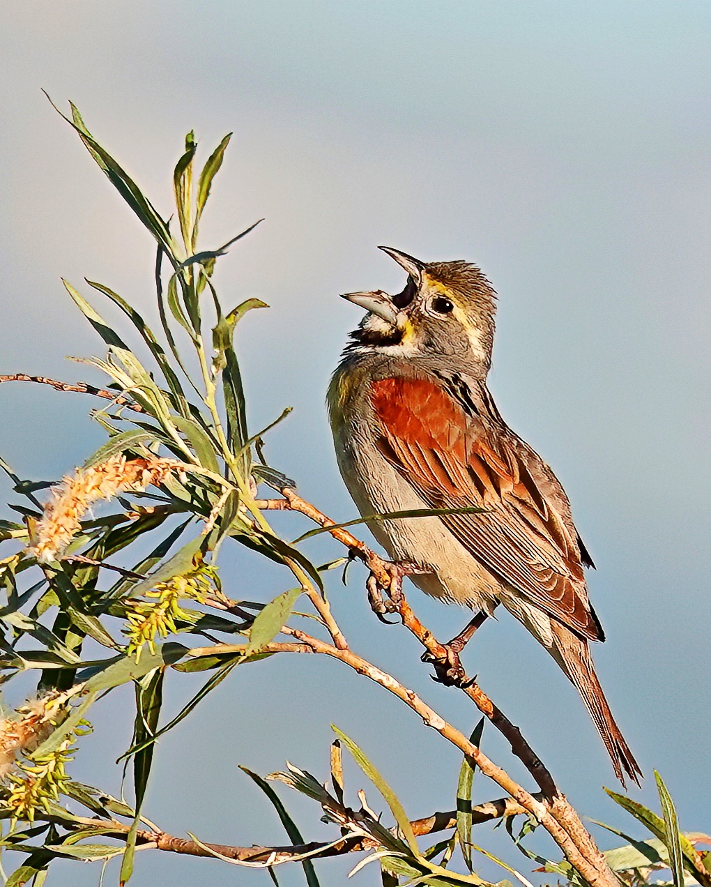 Dickcissel