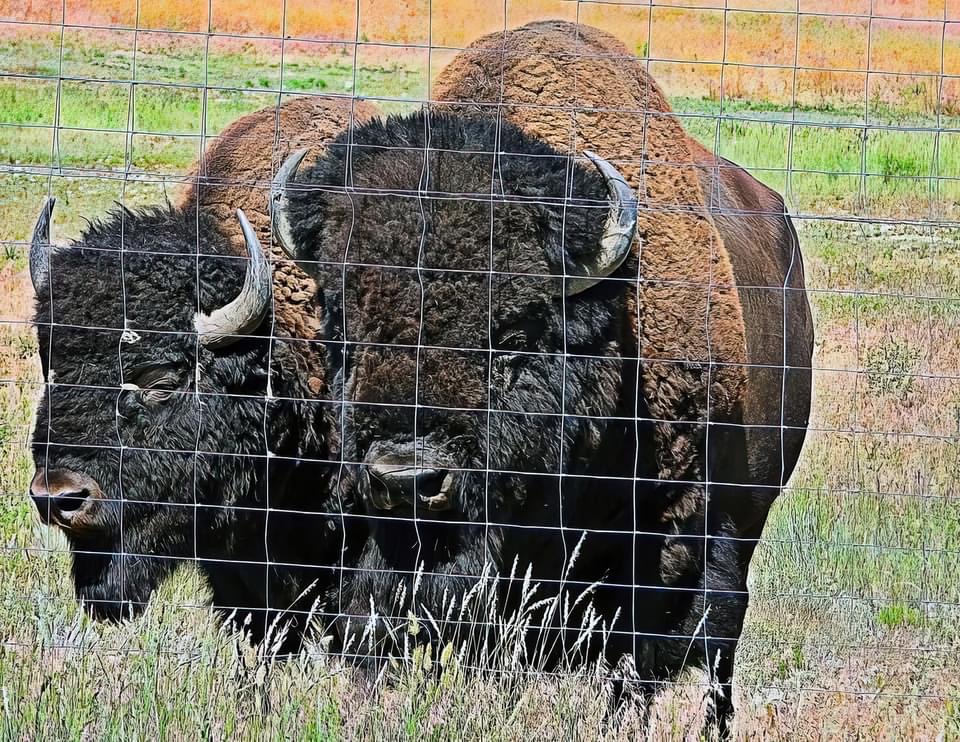 Begging Bison
