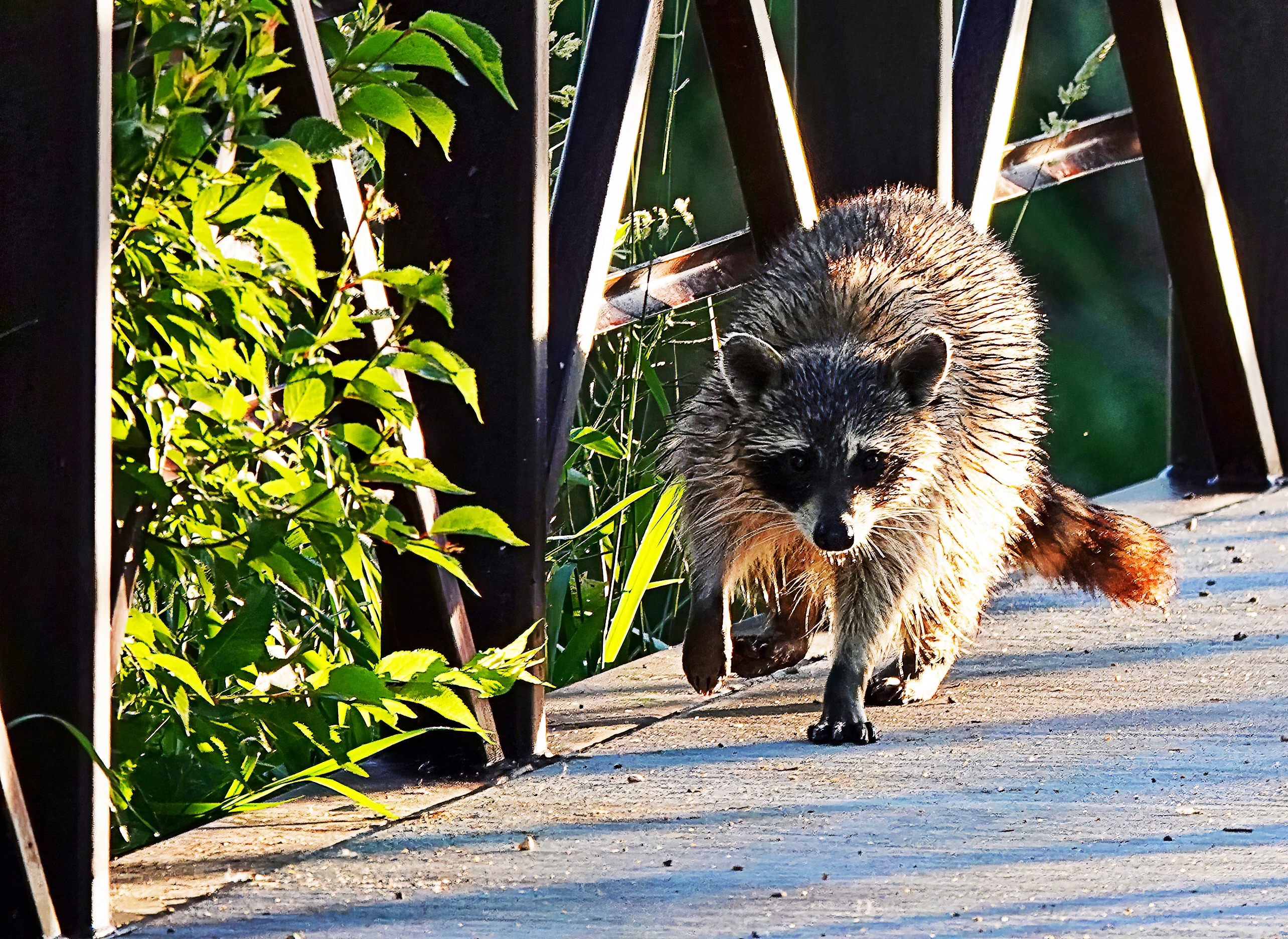 Raccoon