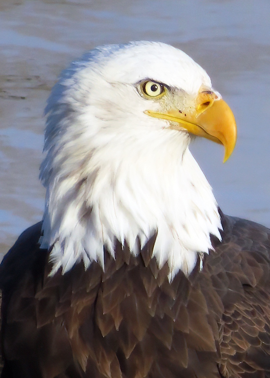 Bald Eagle Closeup