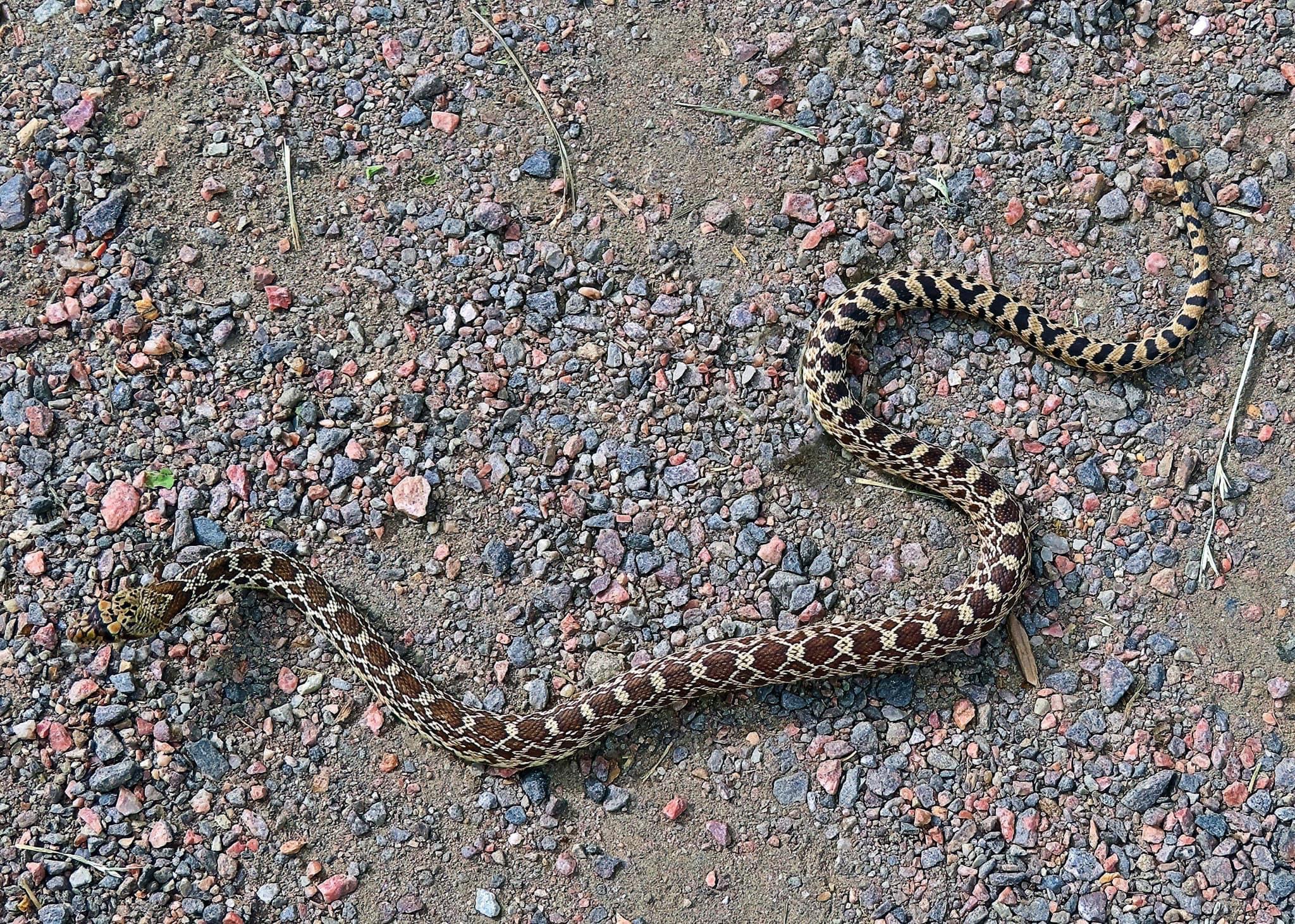 Bullsnake