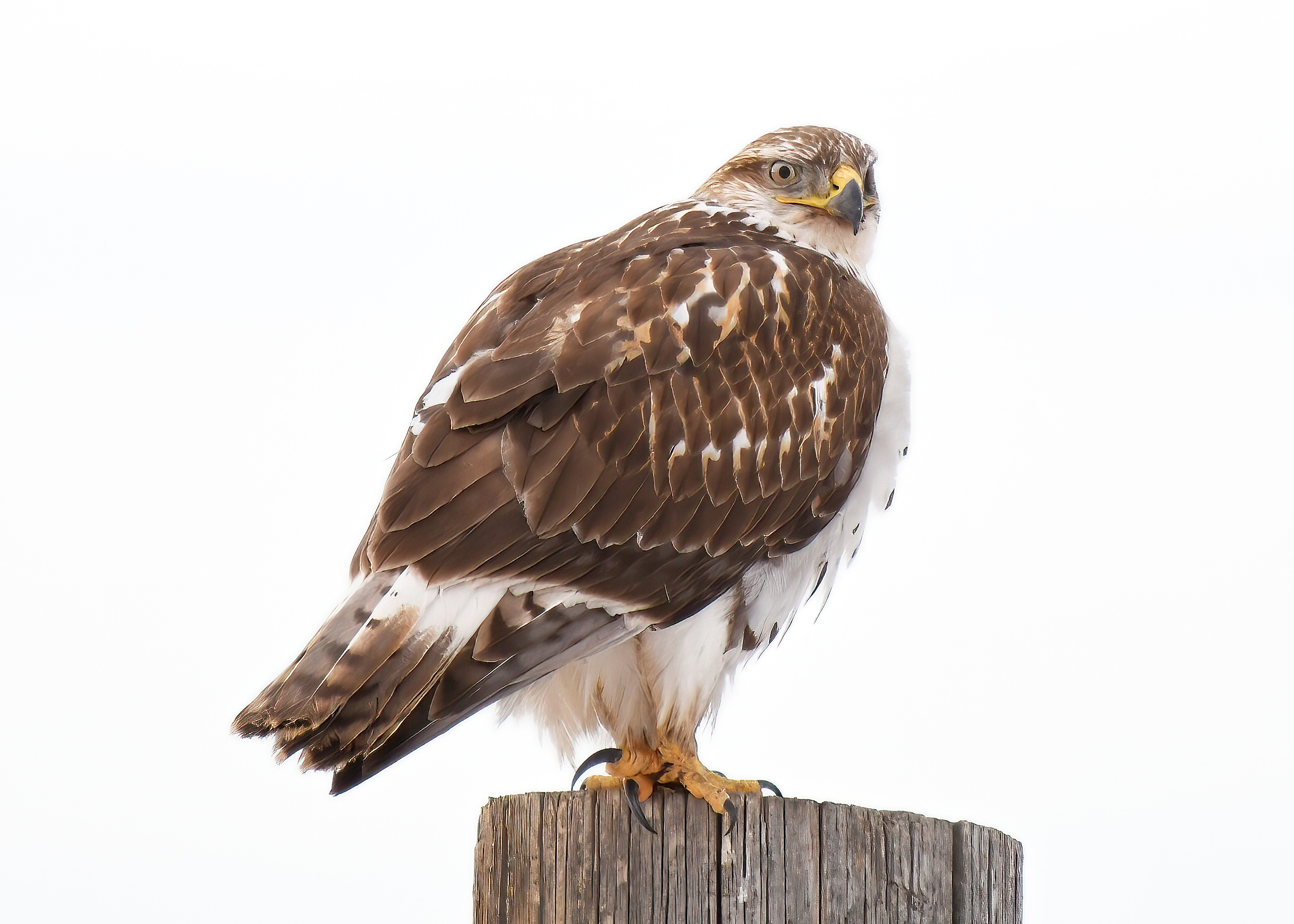 Ferruginous Hawk