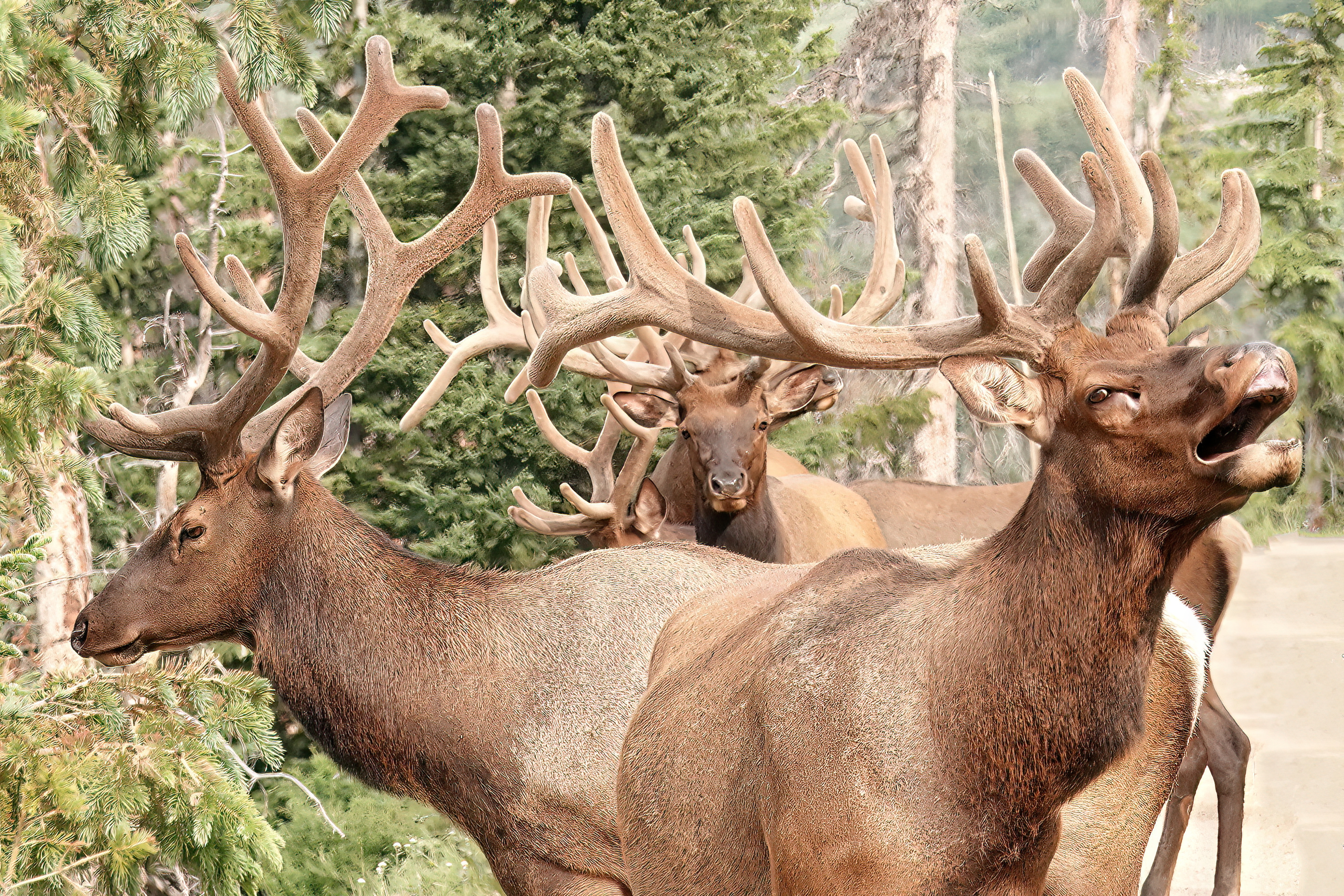 Antler City
