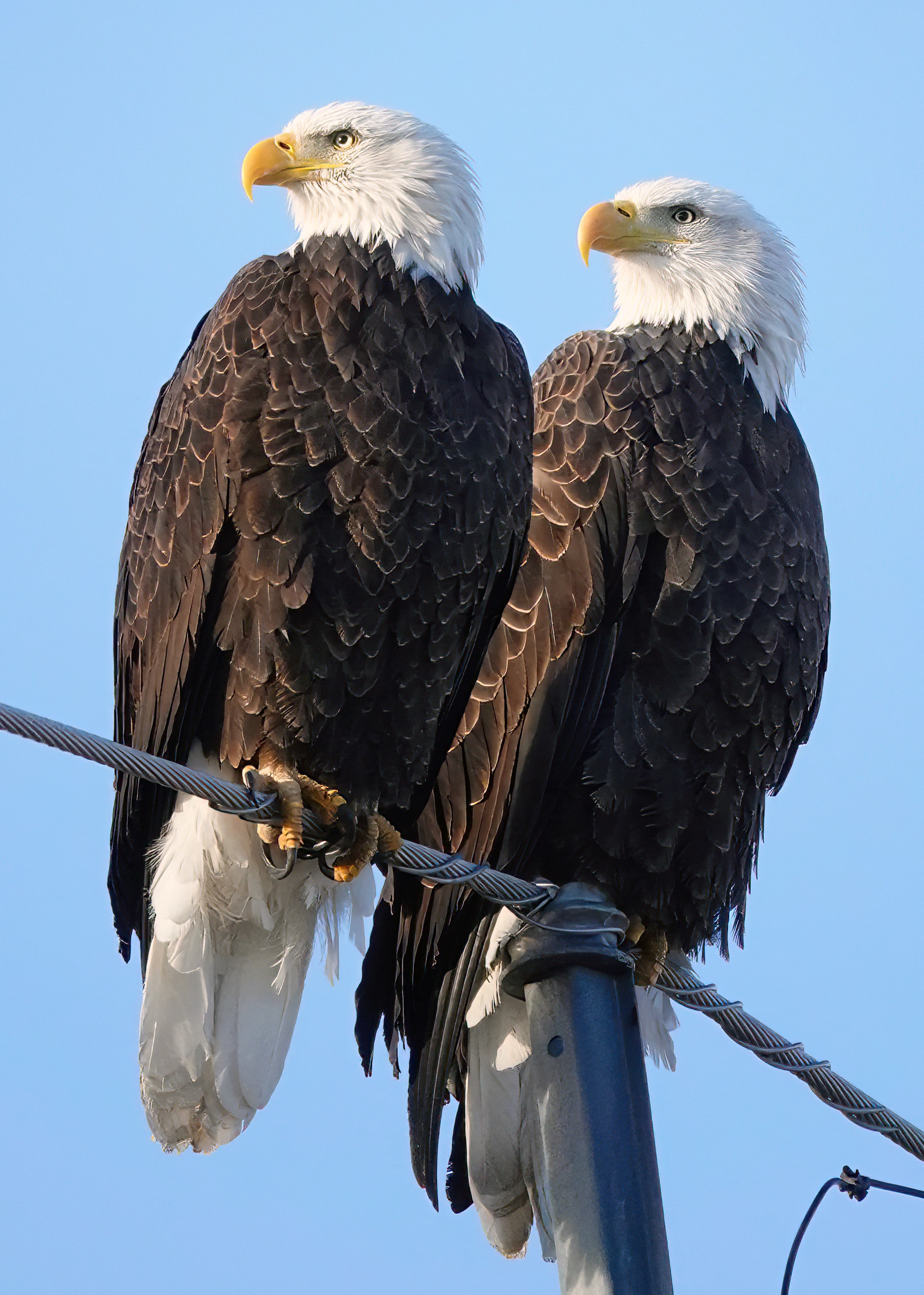 Mated Pair