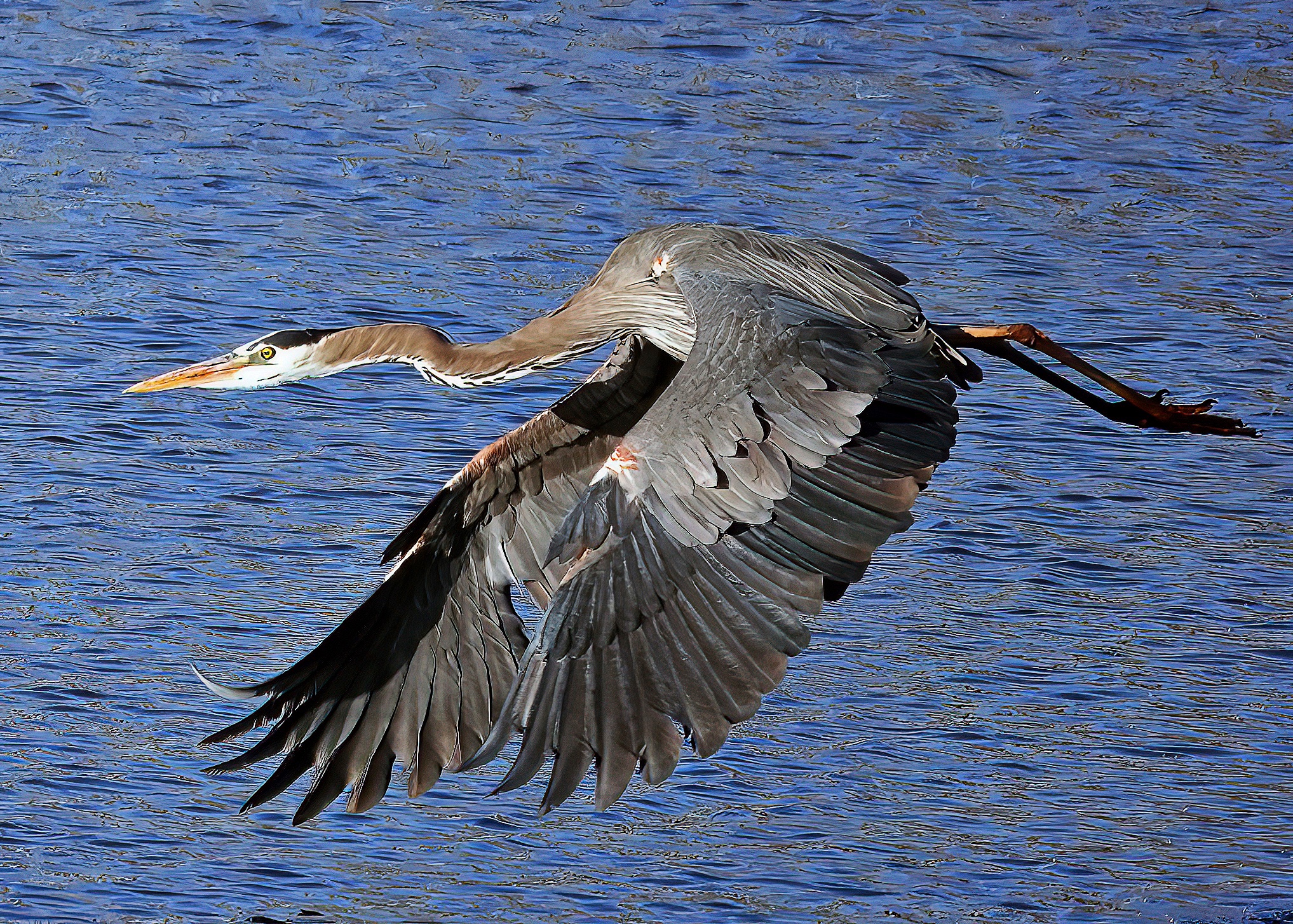 Great Blue Heron in Flight