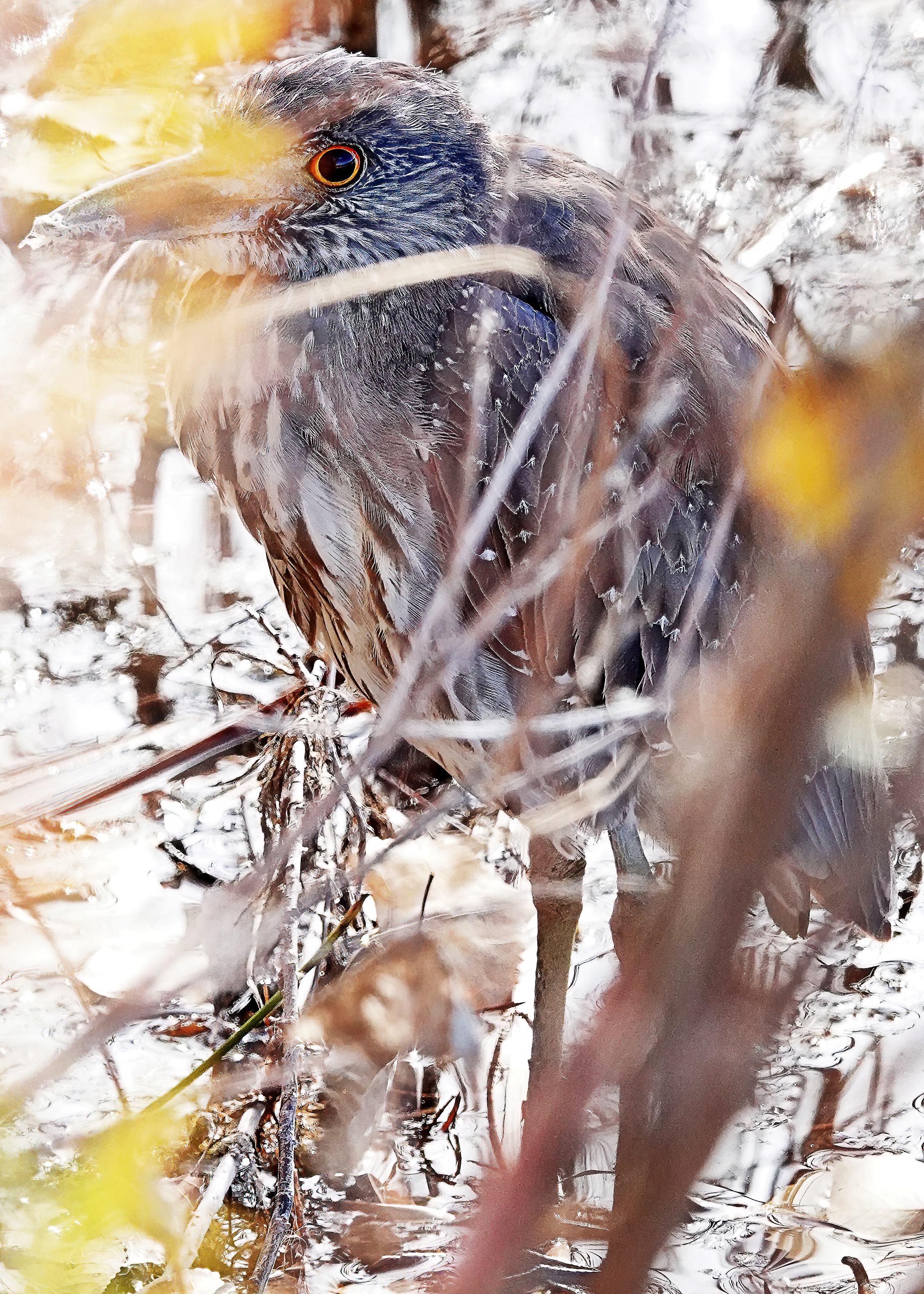Yellow-crowned Night Heron