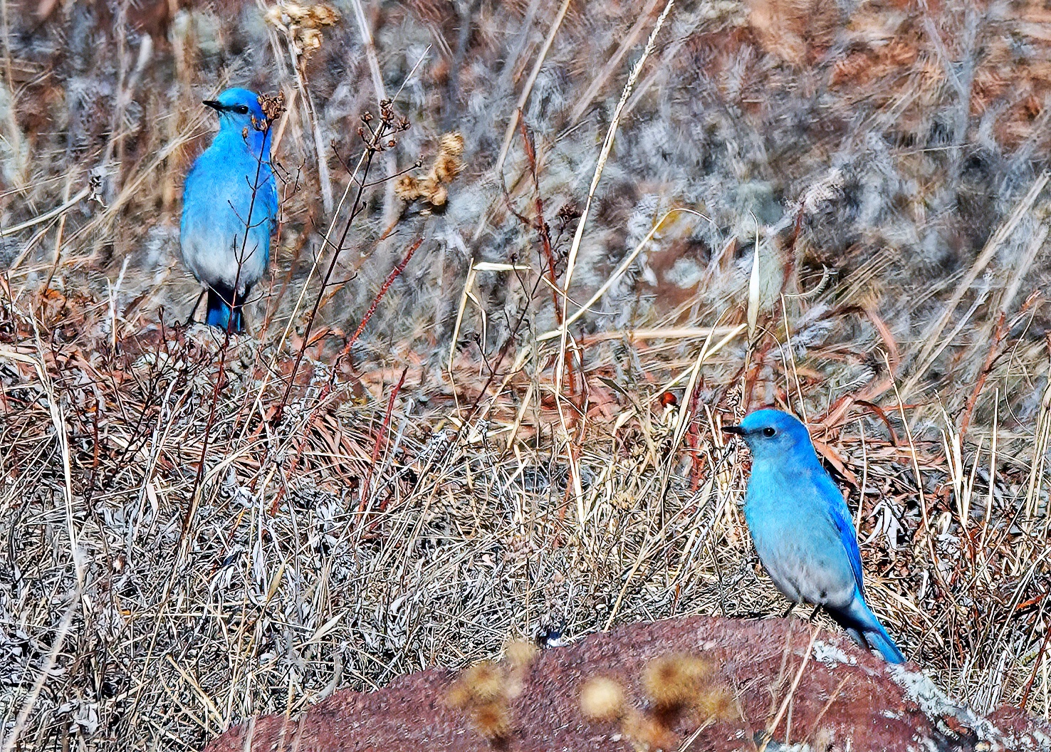 Mountain Bluebirds