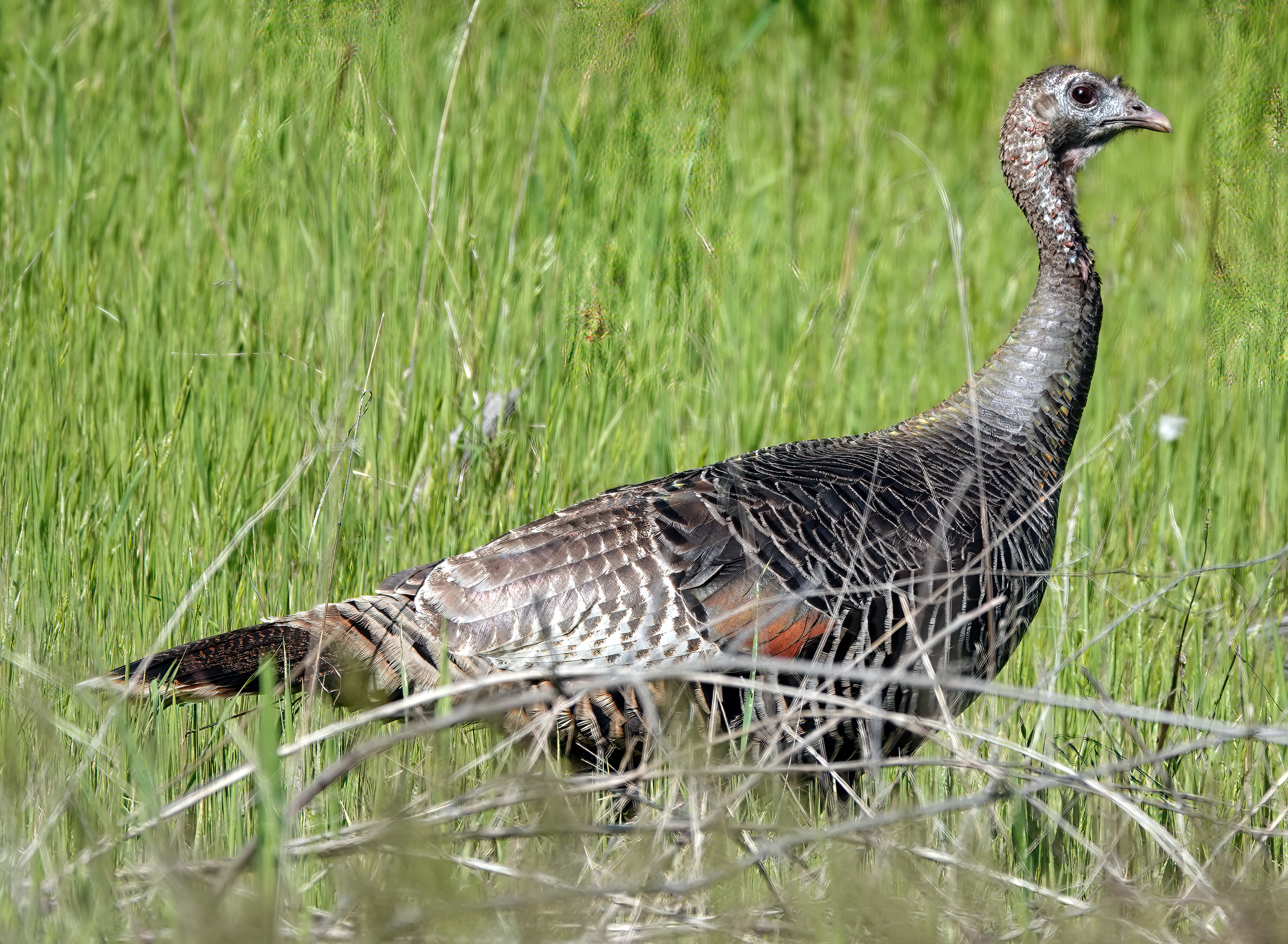 Wild Turkey
