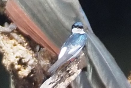 White-winged Swallow - oxbow lake rainforest