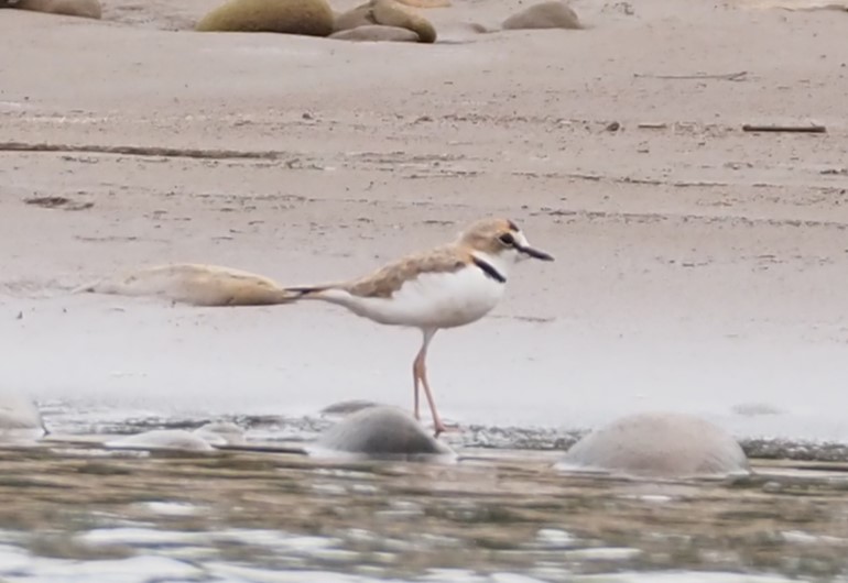 Collared Plover - rainforest