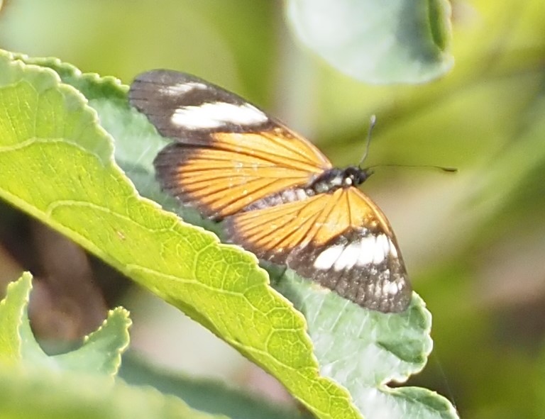 Castilia perilla
