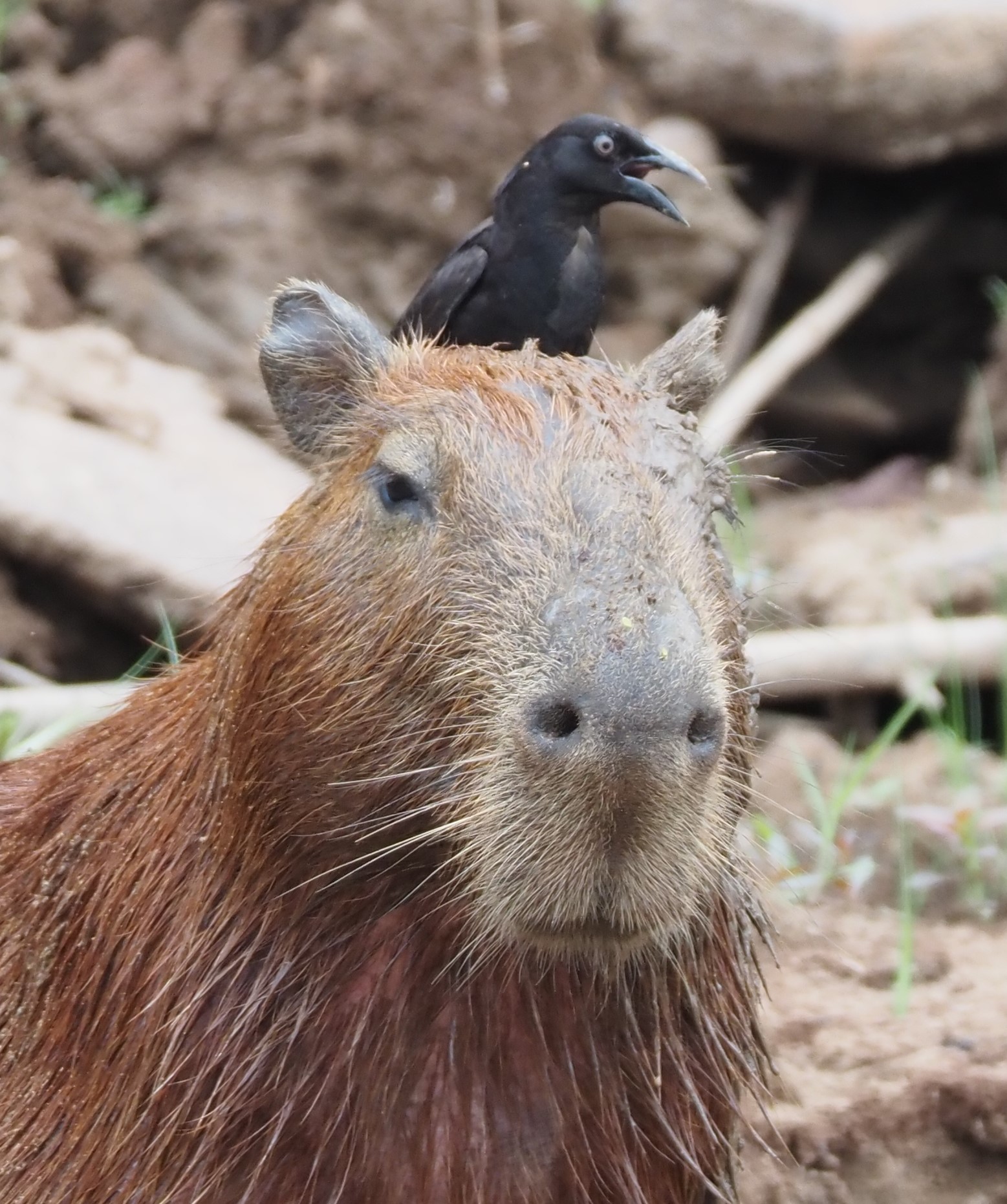 Greater Capybara & Giant Cowbird