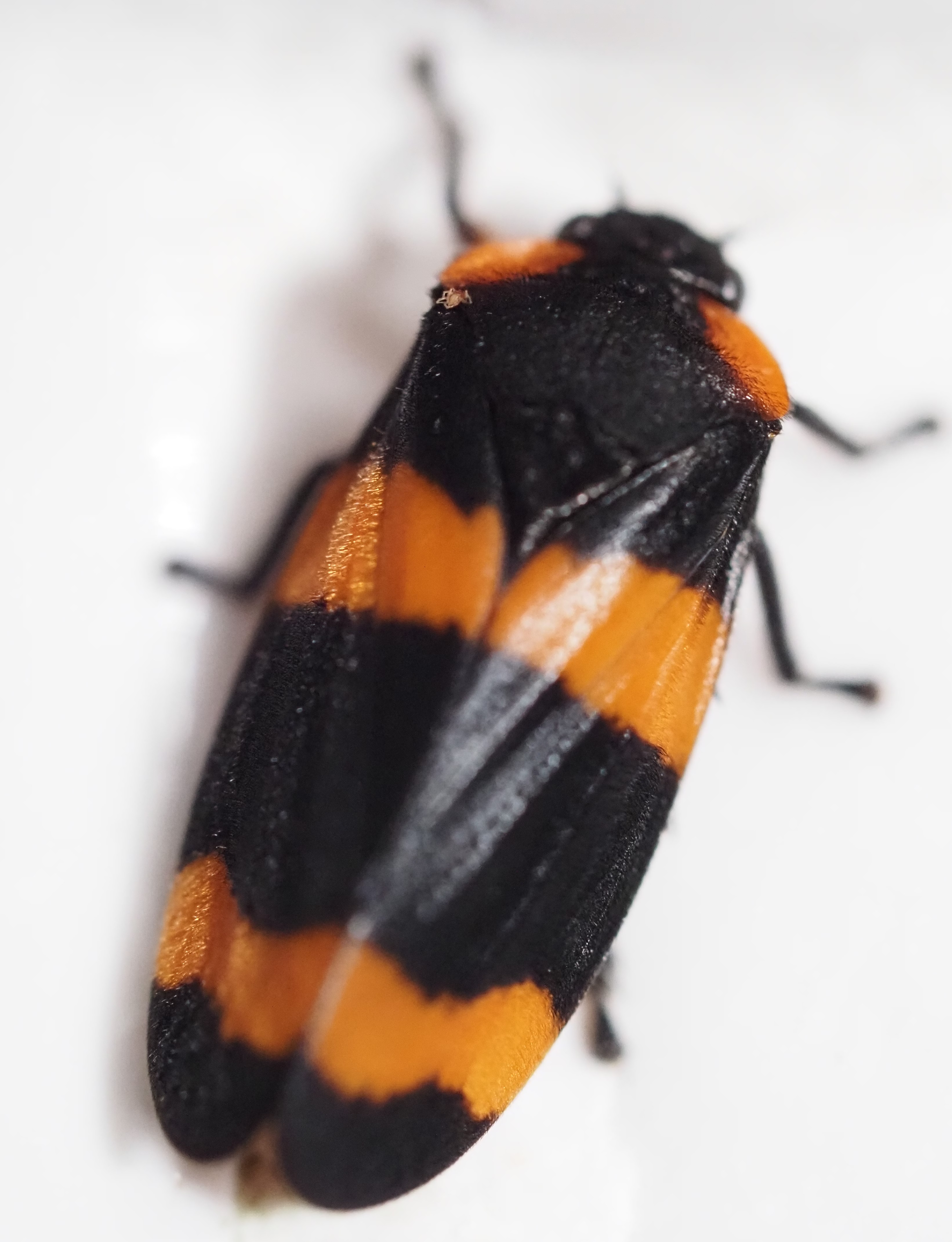 Cercopidae Froghoppers